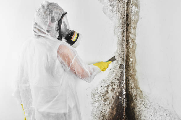 Best Best Mold Removal Companies  in Stevensville, MD