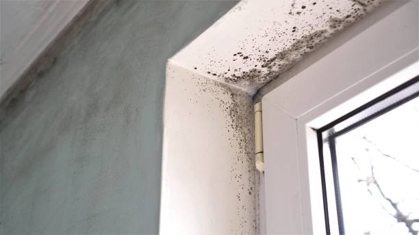 Best Fast Mold Removal  in Stevensville, MD
