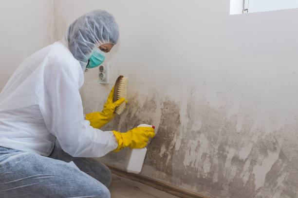Certified Mold Removal in Stevensville, MD