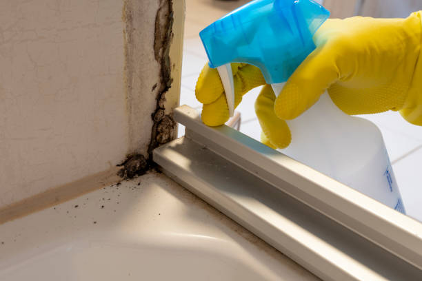 Professional Mold Removal in Stevensville, MD