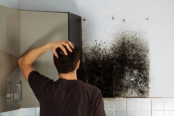 Best Mold Remediation  in Stevensville, MD