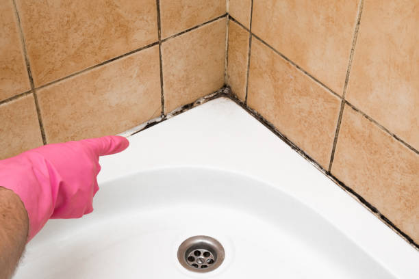 Best Mold Damage Repair  in Stevensville, MD