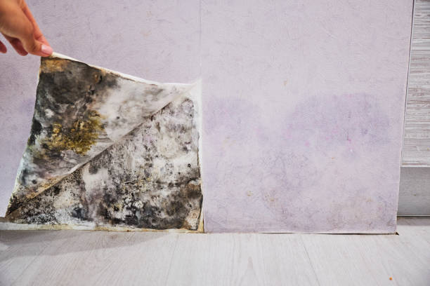 Best Professional Mold Removal  in Stevensville, MD